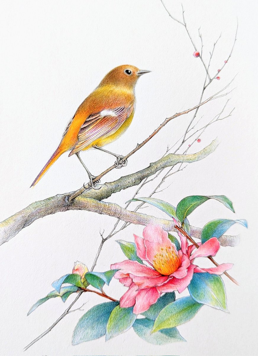 イラストを描いています
冬の野鳥…一応 完成です💫

尉鶲【じょうびたき】
軽やかな美しい声で囀る
　　　　　      
#絵 #色鉛筆 #illustration