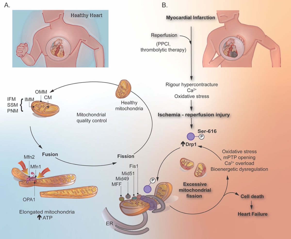 When mitochondria falter, it's more than an energy drain – it's a risk to your heart's vitality. Enhancing mitochondrial health isn't just theoretical; it's a real path to a robust, resilient heart. Discover more in our latest review! link.springer.com/article/10.100…