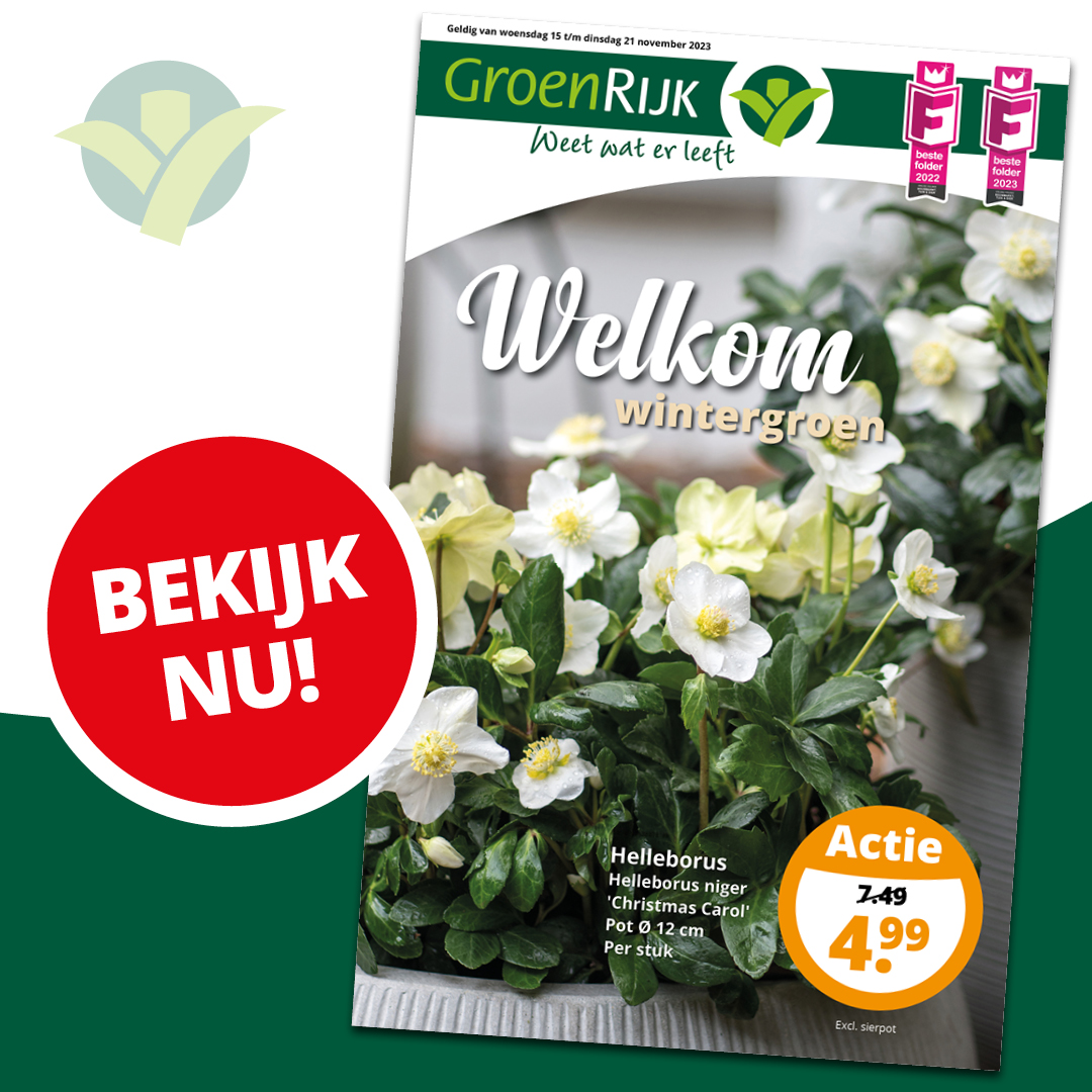 Onze nieuwe folder is uit! Geniet van de stralende lichtjes, roodgekleurde buitenplanten en kleine kerstbomen voor op je vensterbank. Ook dit seizoen hebben we prachtig groen voor buiten en binnen! Bekijk de nieuwe folder:
ow.ly/iwXF50Q7kPg

#Folder #Wintergroen #GroenRijk