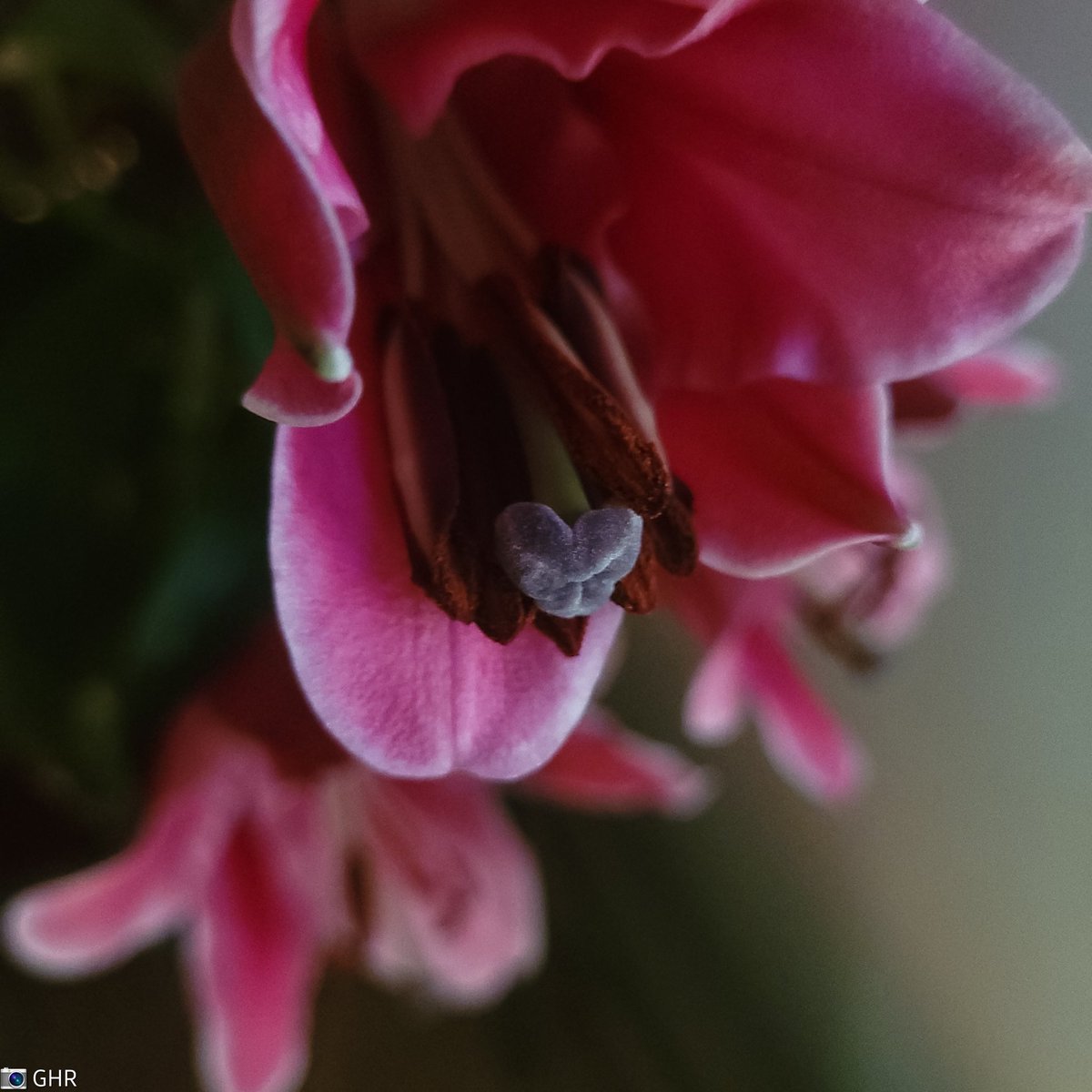 gina_huijbregts's tweet photo. #Weeklycolourchallenge #ColourPhotoChallenge #colour #pink @sheenz_m_
Have a lovely pink day ππ. https://t.co/dukm6HtWzX