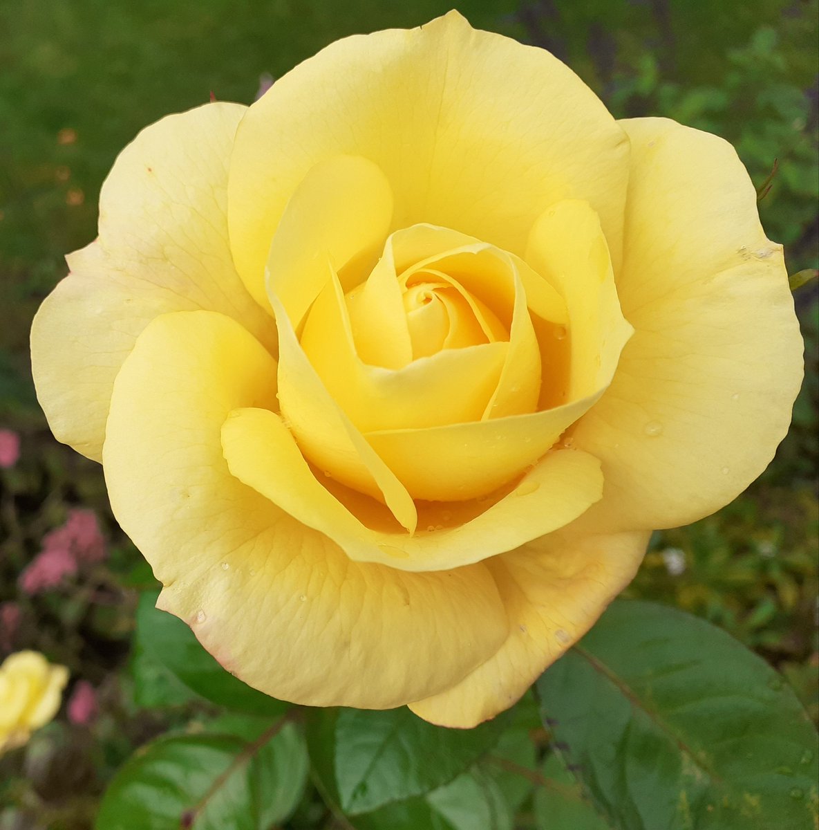 A yellow rose for #RoseWednesday today. Thinking especially of all those special people working hard to raise money for #ChildrenInNeed 💛
#DailyBrightness #Gardening #gardeningx #GardeningTwitter #kindness