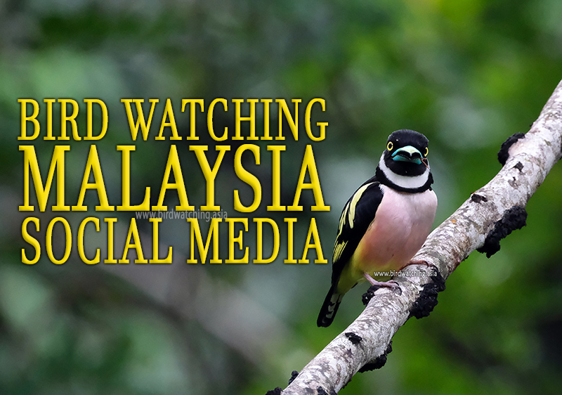 BirdWatchingMy's tweet photo. Bird Watching Malaysia Social Media - https://t.co/rQ3IshpbUA #birdwatching #birdwatchingsocialmedia #birdingsocialmedia #birdwatchingasia #birding #birds https://t.co/6iElDLKtm6
