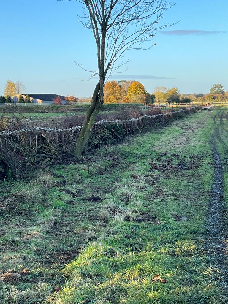 🍂Some autumnal works…

🌳Palmer hedgelaying have successfully rejuvenated an overgrown and dilapidated hedge and Duffin Contractors have planted a new hedge to connect two ancient ones

The hedges will now grow back healthier, creating a fantastic wildlife corridor🐦‍⬛🐞🦋🐜🌿