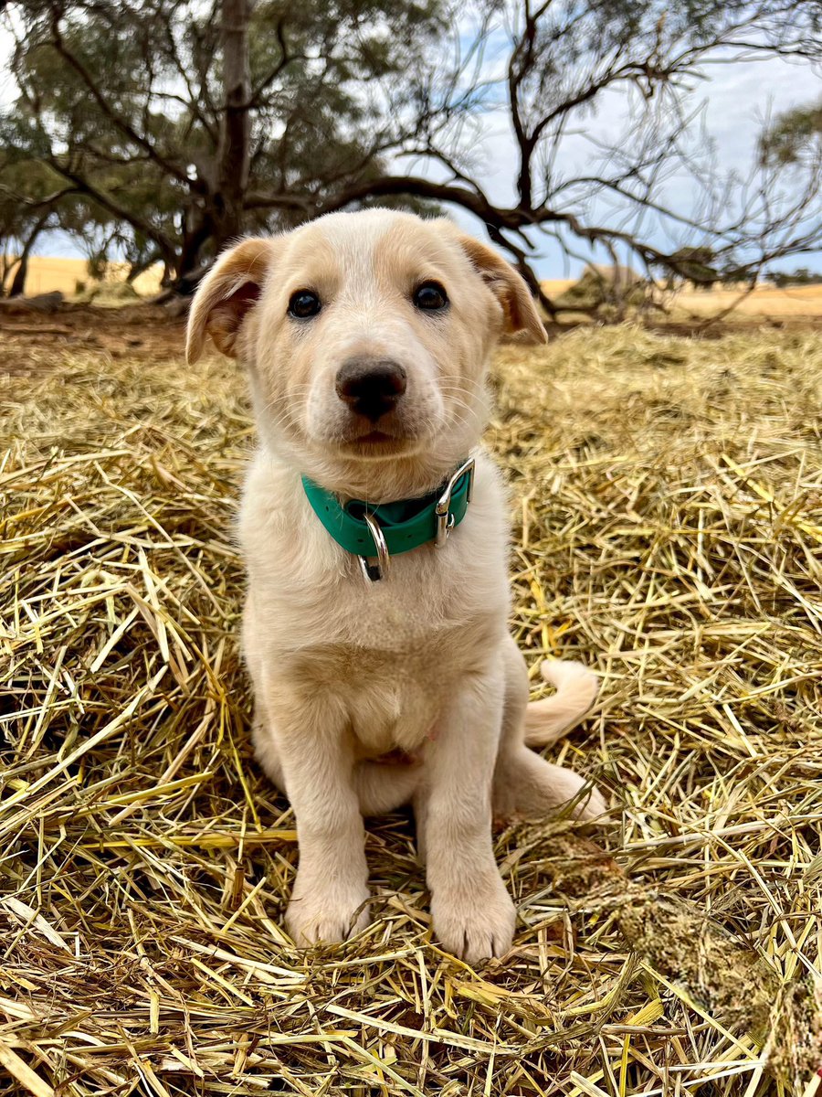 Four more paws to adore 🥰 

Chad 🐾 

#bordercollie #wheaten #purebred #workingdog #cattledog #farmdog #ausag #landshark #mummasboy