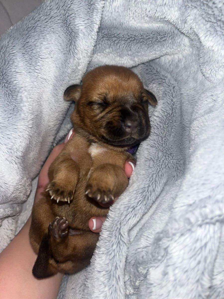 Just look at this little fella!  😍😍😍

He's a sneak preview of another story from our amazing dog rescue team, coming soon in our e-mail newsletter!
Not already subscribed?  You can sign up here:

us2.list-manage.com/subscribe?u=4c…