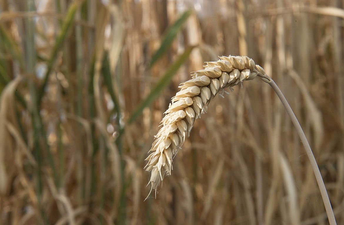 John Innes Centre (@johninnescentre) on Twitter photo NEWS - Unexpected discovery opens bioengineering opportunities for human and plant health
A #genetic discovery in #wheat has led to opportunities for metabolic engineering to improve its nutritional qualities and disease resilience <a href="/R_C_Misra/">Rajesh Chandra Misra ๐ฎ๐ณ ๐ฌ๐ง</a> <a href="/realguypol/">Guy Polturak</a>
okt.to/gD06IH NEWS - Unexpected discovery opens bioengineering opportunities for human and plant health
A #genetic discovery in #wheat has led to opportunities for metabolic engineering to improve its nutritional qualities and disease resilience <a href="/R_C_Misra/">Rajesh Chandra Misra ๐ฎ๐ณ ๐ฌ๐ง</a> <a href="/realguypol/">Guy Polturak</a>
okt.to/gD06IH
