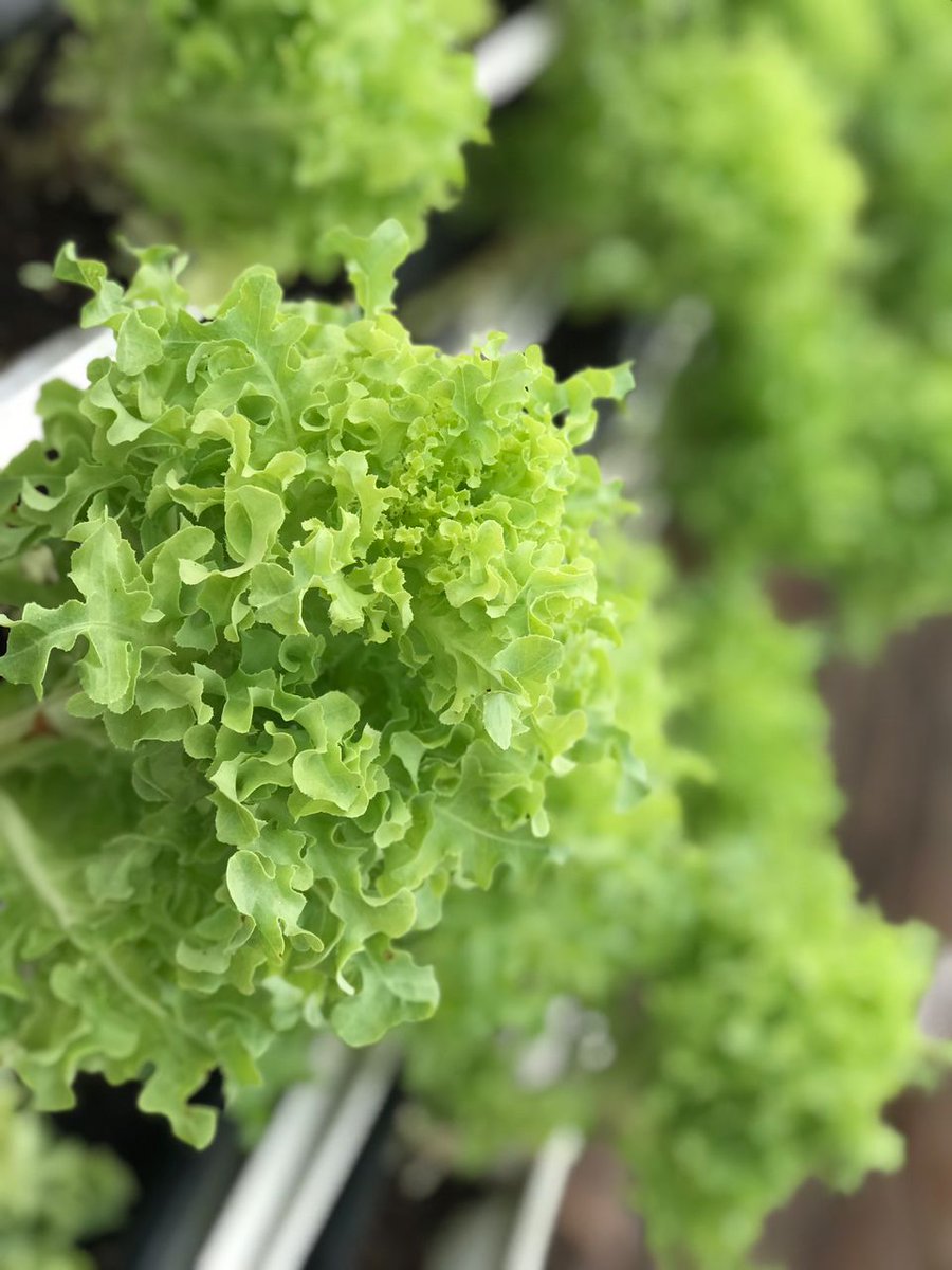 rightveggies's tweet photo. ✨Rich source of antioxidants
✨Vitamins-packed
✨Improves digestion
✨Promotes hydration
… and many more.

Celery is a powerhouse of health!
Many more benefits are tied to this veggie!🤩

What would you do??
Go green!💃

#GoGreen
#EatGreen
#SustainableFarming
#RightVeggies https://t.co/FlPRAvnEDL