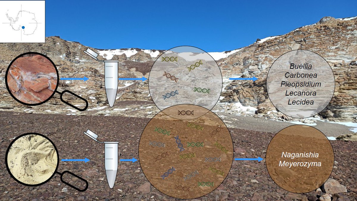 CaniniFabiana's tweet photo. I'm thrilled to share our latest paper describing differentially selected fungal communities in rocks and soils of Continental Antarctic deserts

@laurazucconi_gf @LuisBorruso 

https://t.co/ngMC6bvxo0

#geomicrobiology #ExtremeEnvironment #EnvironmentalMicrobiology #Antarctica https://t.co/WpffV7aKuB