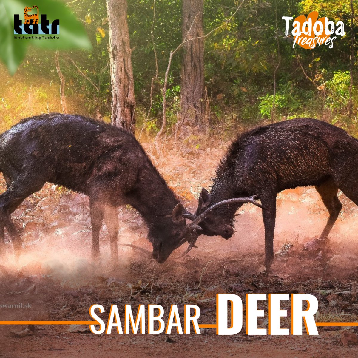 Two magnificent Sambar deer can be seen fighting fiercely in the picture, their antlers entwined as they push and shove one another in a show of power and will. Their muscles tremble with intensity, and their bodies tense.
#Tadoba  #NatureReserve#SambarDeer #NatureEncounters