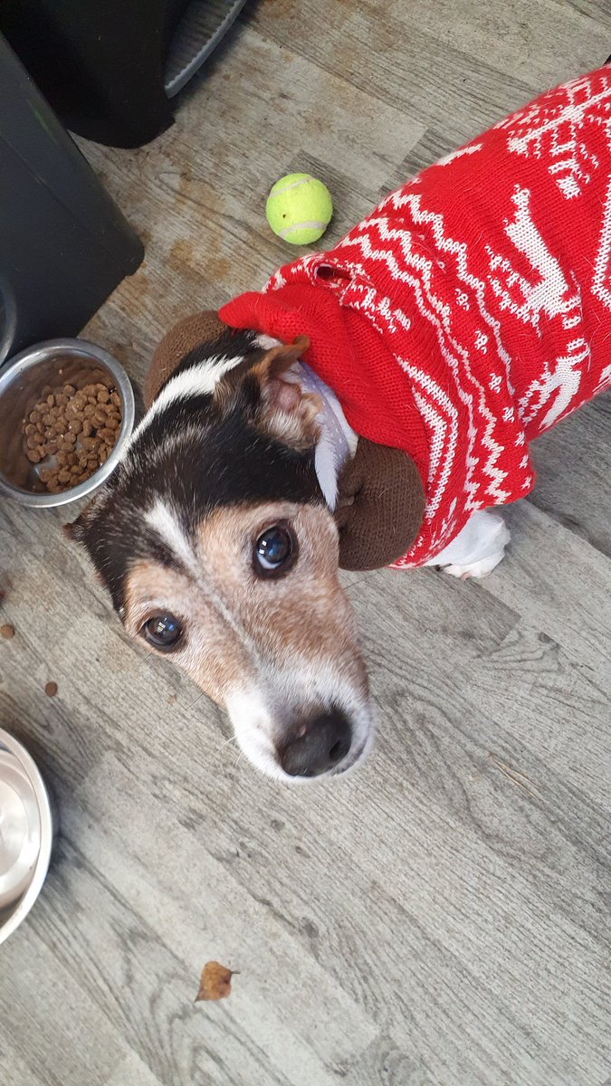 alankdrury's tweet photo. My @HopeRescue coffee making is taking longer each day thanks to my daily business catch up chats with my new bestie Jacko. 🤗🐾

Jacko said to click below to find out how you can help to keep him and his friends warm at the rescue centre this winter:

https://t.co/CjGPpBElUk https://t.co/dVXE2SdlE6