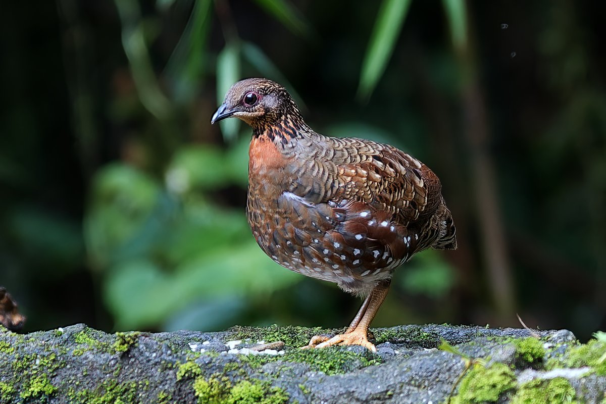 Hill Partridge
August 2023
#Tigerhill 
#SenchalWLS
#Darjeeling
#WestBengal 
#India 
#NikonD500
#Nikon500PF

@NikonIndia
@orientbirdclub
@Avibase
@IndiAves