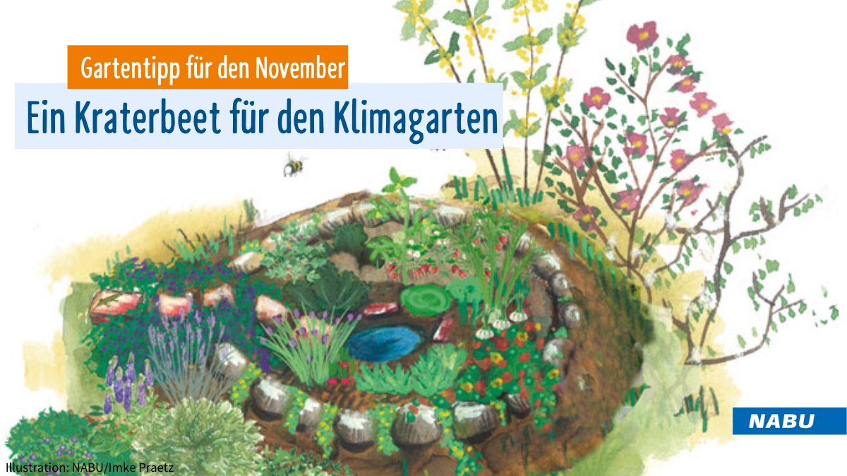 Die #Klimakrise verändert auch unsere Art zu Gärtnern. Kraterbeete sind eine tolle Möglichkeit, den #Garten an die neuen Bedingungen anzupassen, damit er ein Wohlfühlort bleibt. #Biodiversitaet 🐦🐞🦋🐌Wir geben Tipps zur Umsetzung nabu.de/umwelt-und-res…