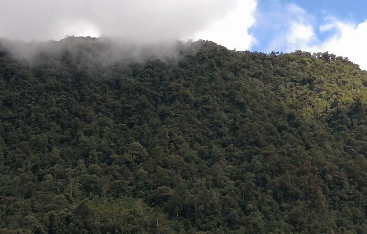 How will climate change affect tree reproduction in the tropical forests of Southeast Asia? Exciting PhD opportunity @TheBotanics @e3dtp to research climatic sensitivity of tree phenology with me, @Scaphium & @milneorchid Full proposal: tinyurl.com/57hb7ceu