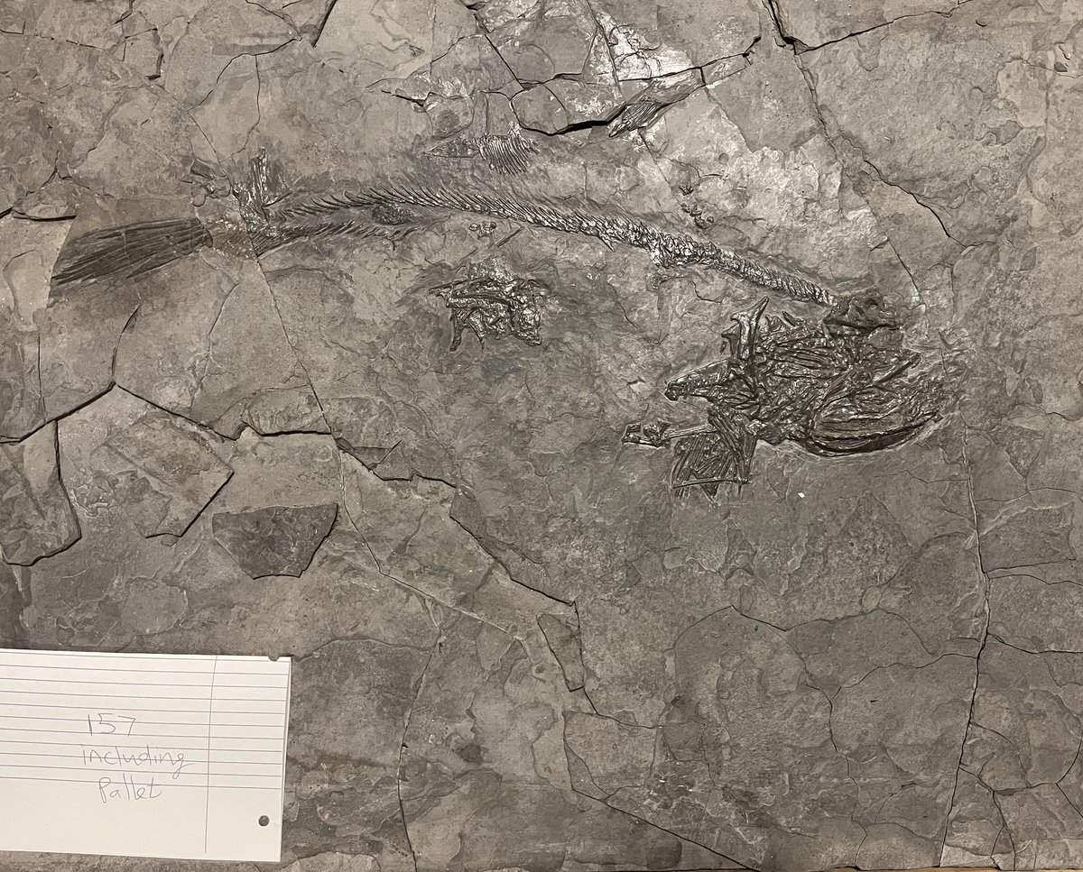 Dr. Tony Fiorillo (@paleo_fiorillo) on Twitter photo for #FossilFriday, hereās a Cobelodus from the Pennsylvanian Atrasada Fm near ABQ (307-315 Ma). This predatory cartilaginous fish will be featured in our new Ancient Life hall <a href="/NMMNHS_Paleo/">NMMNHS Paleontology</a> to open late 2024. One of many cool fossils from our collections destined for display. for #FossilFriday, hereās a Cobelodus from the Pennsylvanian Atrasada Fm near ABQ (307-315 Ma). This predatory cartilaginous fish will be featured in our new Ancient Life hall <a href="/NMMNHS_Paleo/">NMMNHS Paleontology</a> to open late 2024. One of many cool fossils from our collections destined for display.