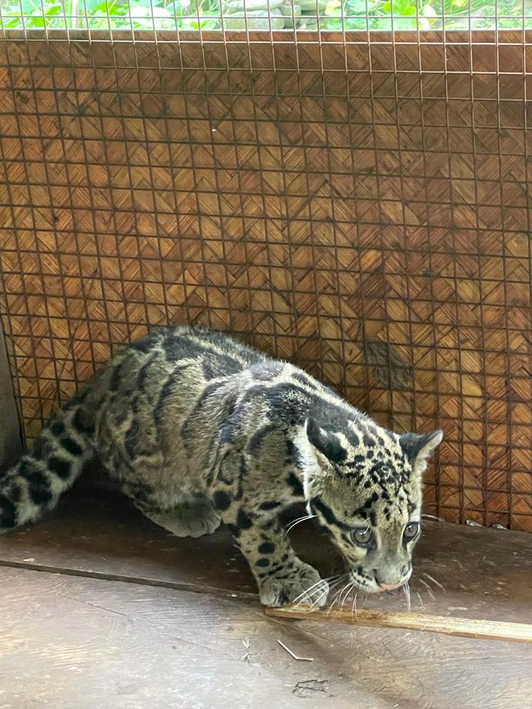 NELiveTV's tweet image. 𝗜𝗻 𝗽𝗶𝗰𝘀: 𝗔 𝗰𝗹𝗼𝘂𝗱𝗲𝗱 𝗹𝗲𝗼𝗽𝗮𝗿𝗱 𝗰𝘂𝗯 𝗿𝗲𝘀𝗰𝘂𝗲𝗱 𝗳𝗿𝗼𝗺 𝗧𝗶𝗿𝗮𝗽, 𝗵𝗮𝗻𝗱𝗲𝗱 𝗼𝘃𝗲𝗿 𝘁𝗼 𝗜𝘁𝗮𝗻𝗮𝗴𝗮𝗿 𝗭𝗼𝗼 𝗶𝗻 𝗔𝗿𝘂𝗻𝗮𝗰𝗵𝗮𝗹

#cloudedleopard #leopard #animal #ArunachalPradesh #northeast #northeastlive