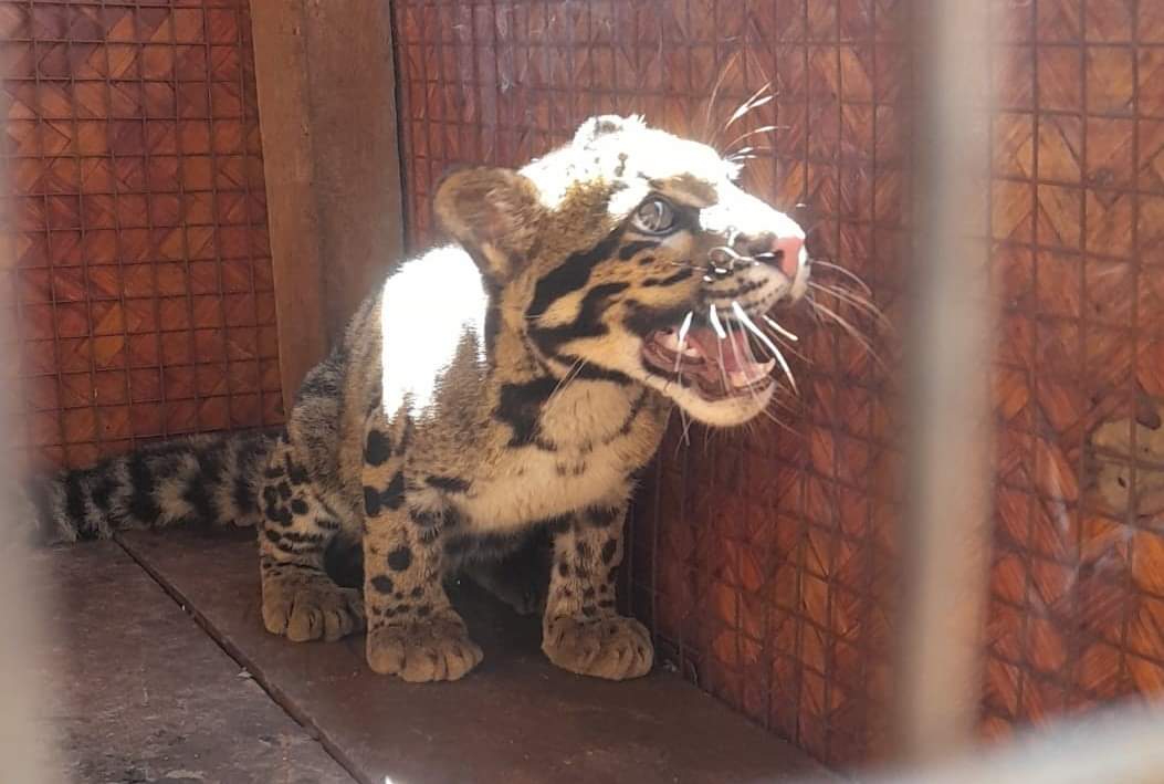 NELiveTV's tweet image. 𝗜𝗻 𝗽𝗶𝗰𝘀: 𝗔 𝗰𝗹𝗼𝘂𝗱𝗲𝗱 𝗹𝗲𝗼𝗽𝗮𝗿𝗱 𝗰𝘂𝗯 𝗿𝗲𝘀𝗰𝘂𝗲𝗱 𝗳𝗿𝗼𝗺 𝗧𝗶𝗿𝗮𝗽, 𝗵𝗮𝗻𝗱𝗲𝗱 𝗼𝘃𝗲𝗿 𝘁𝗼 𝗜𝘁𝗮𝗻𝗮𝗴𝗮𝗿 𝗭𝗼𝗼 𝗶𝗻 𝗔𝗿𝘂𝗻𝗮𝗰𝗵𝗮𝗹

#cloudedleopard #leopard #animal #ArunachalPradesh #northeast #northeastlive