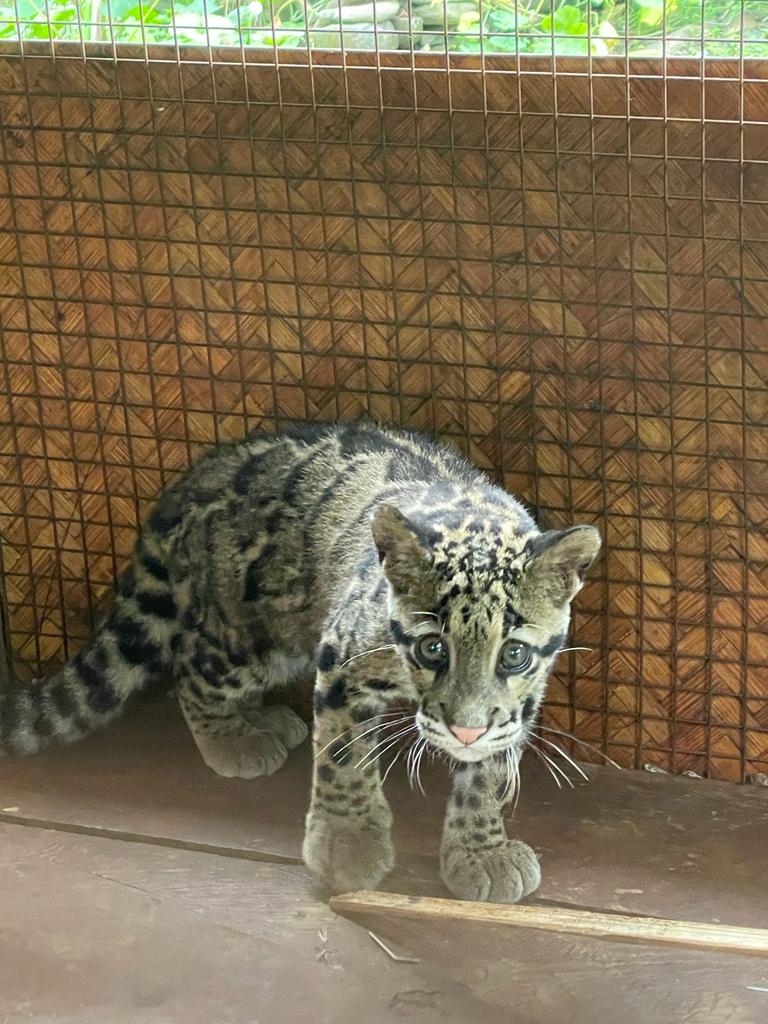 NELiveTV's tweet image. 𝗜𝗻 𝗽𝗶𝗰𝘀: 𝗔 𝗰𝗹𝗼𝘂𝗱𝗲𝗱 𝗹𝗲𝗼𝗽𝗮𝗿𝗱 𝗰𝘂𝗯 𝗿𝗲𝘀𝗰𝘂𝗲𝗱 𝗳𝗿𝗼𝗺 𝗧𝗶𝗿𝗮𝗽, 𝗵𝗮𝗻𝗱𝗲𝗱 𝗼𝘃𝗲𝗿 𝘁𝗼 𝗜𝘁𝗮𝗻𝗮𝗴𝗮𝗿 𝗭𝗼𝗼 𝗶𝗻 𝗔𝗿𝘂𝗻𝗮𝗰𝗵𝗮𝗹

#cloudedleopard #leopard #animal #ArunachalPradesh #northeast #northeastlive