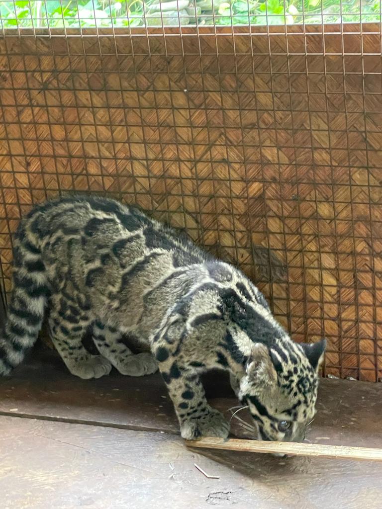 NELiveTV's tweet image. 𝗜𝗻 𝗽𝗶𝗰𝘀: 𝗔 𝗰𝗹𝗼𝘂𝗱𝗲𝗱 𝗹𝗲𝗼𝗽𝗮𝗿𝗱 𝗰𝘂𝗯 𝗿𝗲𝘀𝗰𝘂𝗲𝗱 𝗳𝗿𝗼𝗺 𝗧𝗶𝗿𝗮𝗽, 𝗵𝗮𝗻𝗱𝗲𝗱 𝗼𝘃𝗲𝗿 𝘁𝗼 𝗜𝘁𝗮𝗻𝗮𝗴𝗮𝗿 𝗭𝗼𝗼 𝗶𝗻 𝗔𝗿𝘂𝗻𝗮𝗰𝗵𝗮𝗹

#cloudedleopard #leopard #animal #ArunachalPradesh #northeast #northeastlive