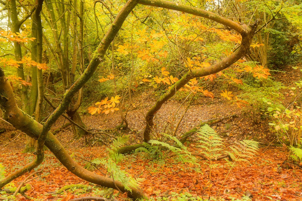 Autumn colour is appearing in my local ancient woodland. 

#autumncolours #HobHeyWood #TwitterNaturePhotography