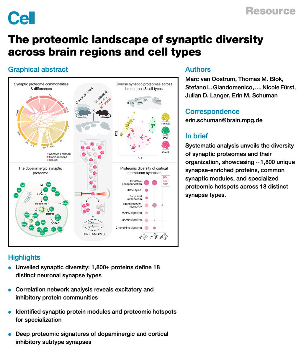 The proteomic landscape of synaptic diversity across brain regions and cell types | Cell | from Prof. Erin M. Schuman's Lab cell.com/action/showPdf…