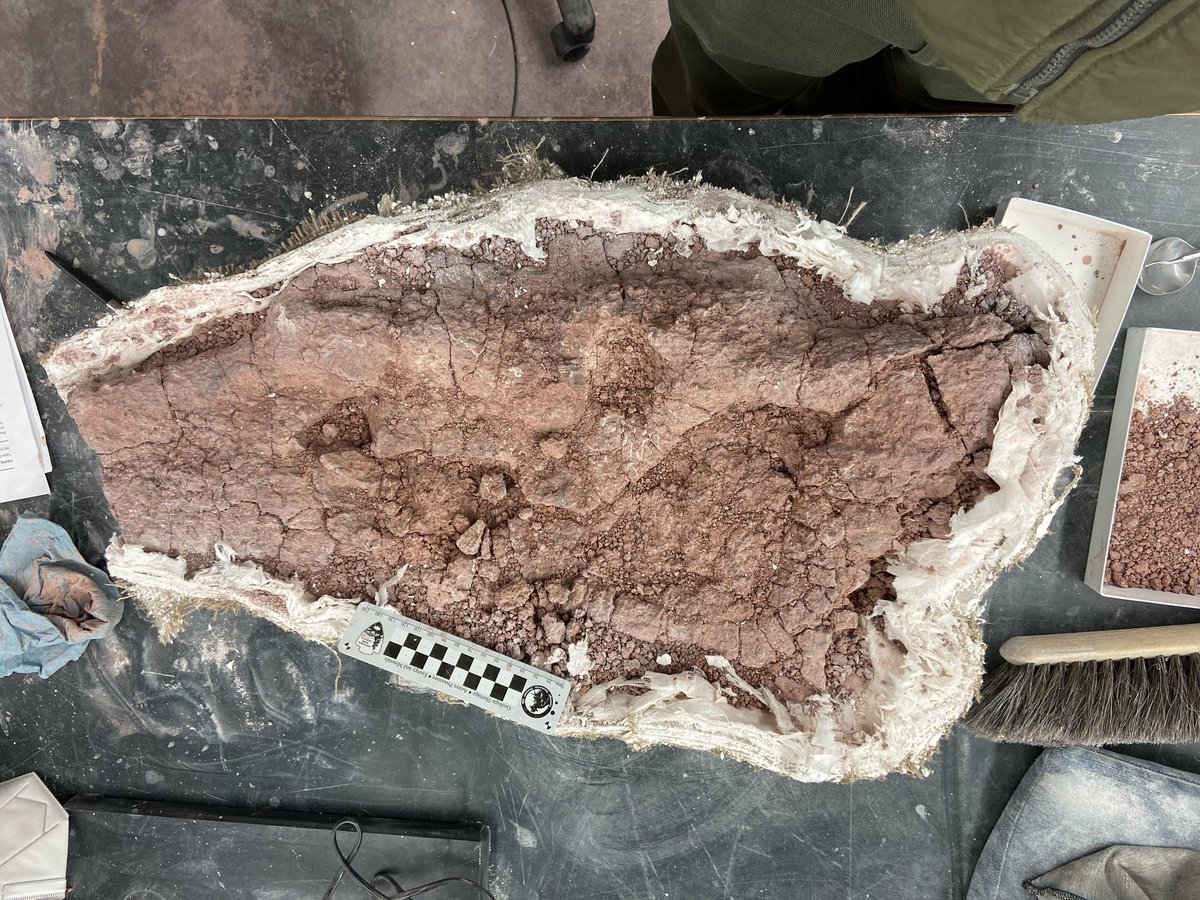 Adam Marsh (@notthatmarsh) on Twitter photo A massive Redondasaurus skull being prepped at @PetrifiedNPS by <a href="/evolutionwandrs/">debbie wagner</a> and volunteers. #fossilfriday #phytosaurfriday A massive Redondasaurus skull being prepped at @PetrifiedNPS by <a href="/evolutionwandrs/">debbie wagner</a> and volunteers. #fossilfriday #phytosaurfriday