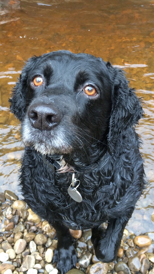 SpanielsSuper's tweet photo. @myolliethe_GD Itโs distinguished
And #SilverLining black dogโs photograph better with silver highlights
For years our #BelovedBrogie often looked like a black woolly cloud
Then developed distinguishing features
#EmbraceTheGrey https://t.co/1ZzdUw3FZe
