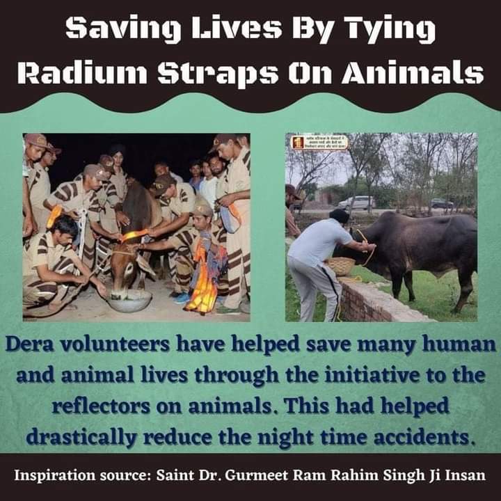 रात के अंधेरे में अधिकतर जानवर सड़क
दुर्घटना की वजह से अपनी जान गवाँ
बैठते हैं। उनकी सुरक्षा सुनिश्चित करने
के लिए, Saint Dr Gurmeet Ram
Rahim Ji Insan द्वारा '#SafeRoadsSaveLives' पहल शुरू की गई है जिसके अनुसार,DSS के अनुयायी जानवरों के शवों और पेड़ों को सड़क से हटाते हैं।