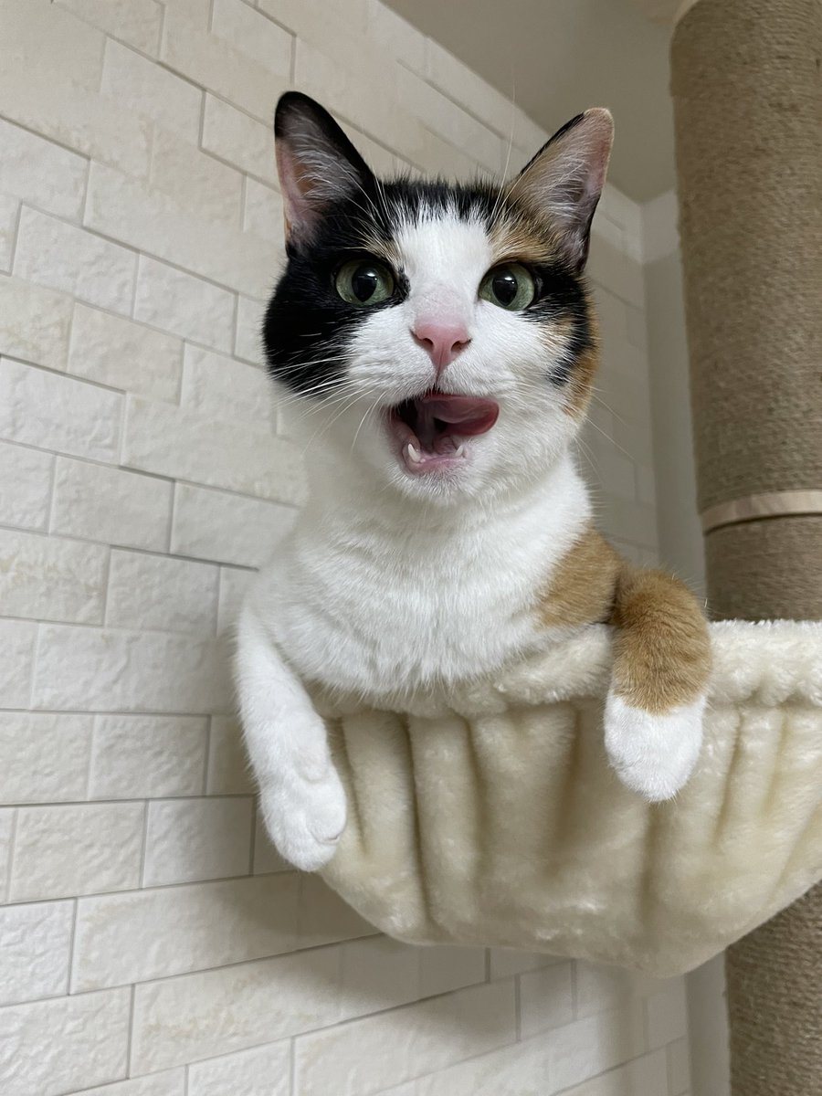 🎉🎈10000フォロワー突破しました🎈🎉 よかったねなっちゃん👏✨ 皆様