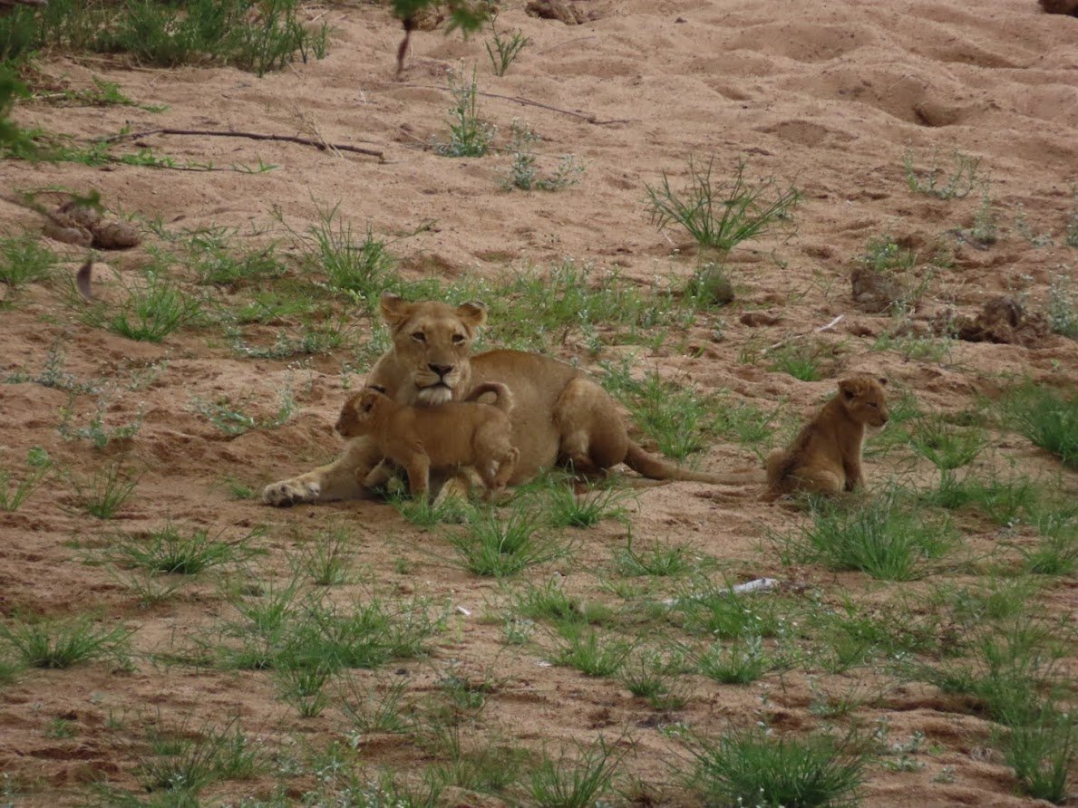 Sparks_Dicks's tweet image. Friday learning or tips - I learnt from colleague how to save a file to SharePoint &amp;amp; it appears in file tab in teams - great for using MS teams form &amp;amp; collating the responses in excel.#sharetips #learning