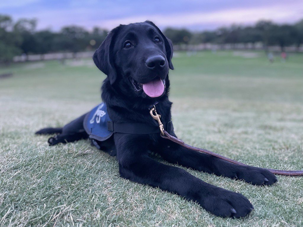 Blitz the Texans Pup tweet media