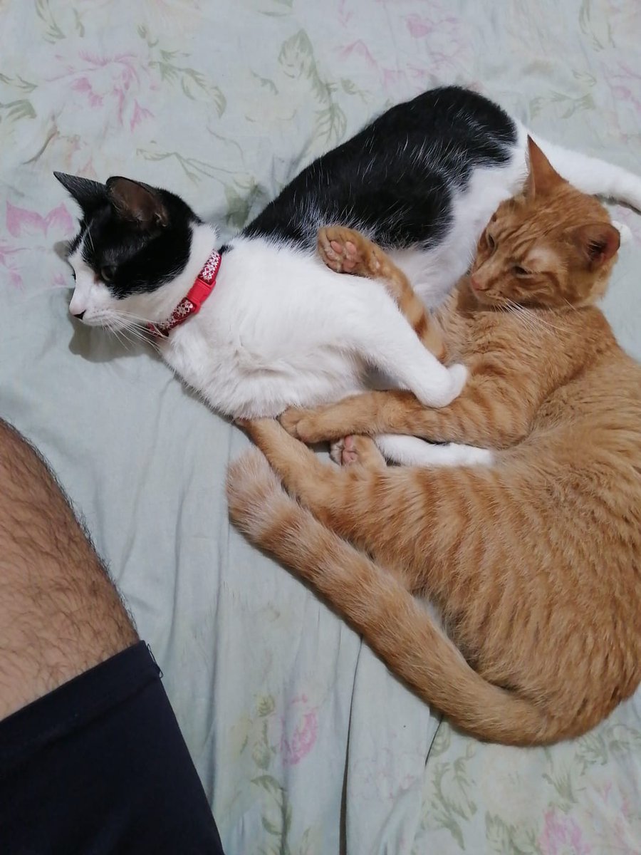 Walter_Filipp95's tweet photo. @ForcadoKaren ayuda!! 
Micha sigue perdida desde el domingo 01/10 sobre 15 de agosto en zona de la plaza italia, por favor si ven a una gata con collar rojo, mancha negra en la nariz y mentón, avisar al número de la imagen. A estas alturas ya creemos que se la llevaron. https://t.co/T7xK22Jt40