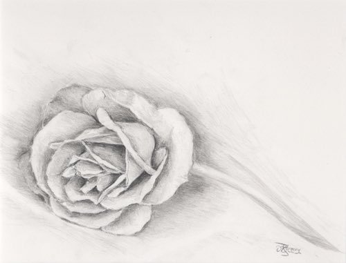 ArtWallUK's tweet photo. Our artist for the month of October is Margery Maskell.

‘White Rose’ Pencil £60

#artwalluk #fineart #fineartist #artworkoftheday #artwork🎨 #artworkforsale #creative #fineartist #contemporaryart #britishartist #nature #pencil https://t.co/f3O7Q5NLbX