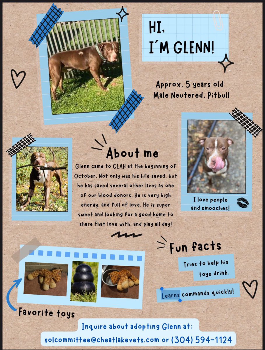 WVU_PAWS's tweet photo. Glenn, a super sweet 5yo M Pitbull is looking for a home! Surrendered to the Cheat Lake Animal Hospital in WV this October, he is looking for a new living home. Inquire at the email listed for the chance to adopt Glenn! https://t.co/PI1wT87XpL