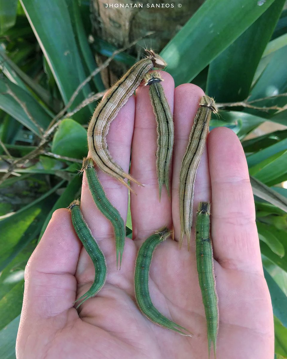 Como domar o seu dragão. 
.
A fase larval de borboletas da espécie Caligo arisbe. As lagartas são verdes em suas primeiras fases e de acordo que vão crescendo tornam se marrons se camuflando adequadamente ao ambiente em que vivem. São inofensivas e não causam urticancia.