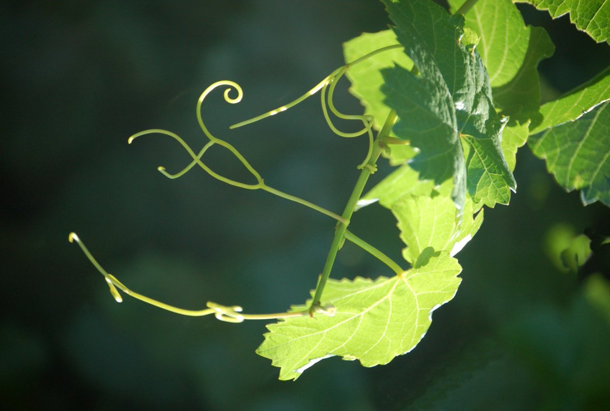 Los zarcillos de la vid, esos pequeños tesoros en la naturaleza que permiten que nuestras plantas crezcan firmes y saludables. 🍇🌱

#FincaElOrigen #VinoArgentino #Mendoza