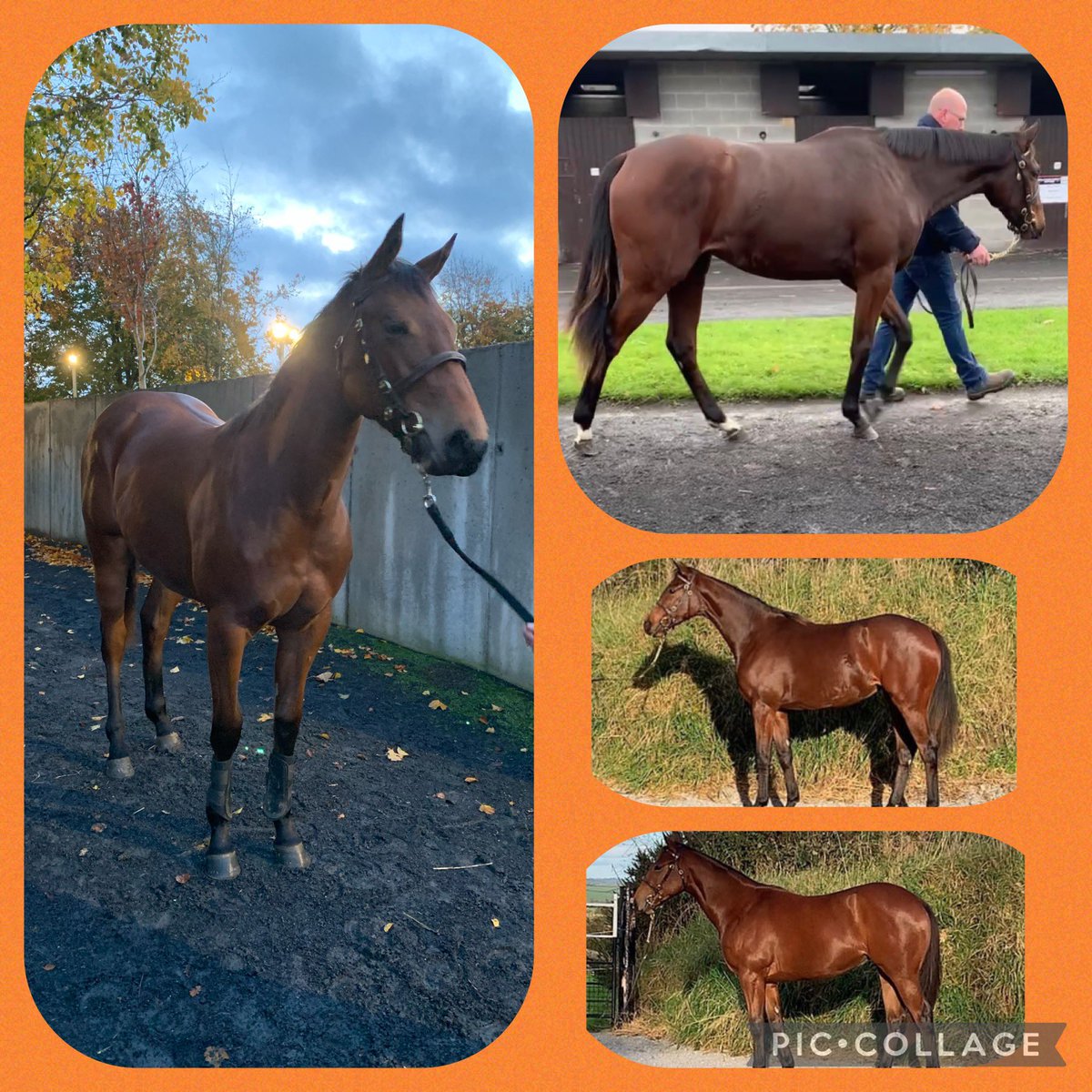 Highfield_CS's tweet image. Great to get our 2 fillies sold this week #GoffsAutumnSales #Equiano filly heads to Europe @bobbyoryan1 &amp;amp; our #homebred #Calyx filly stays in Ireland with #RayCody 🐎 Very best of luck to all new connections 🍀 #yearlingsales #thoroughbreds #racehorses #onestowarch 🤞@Goffs1866