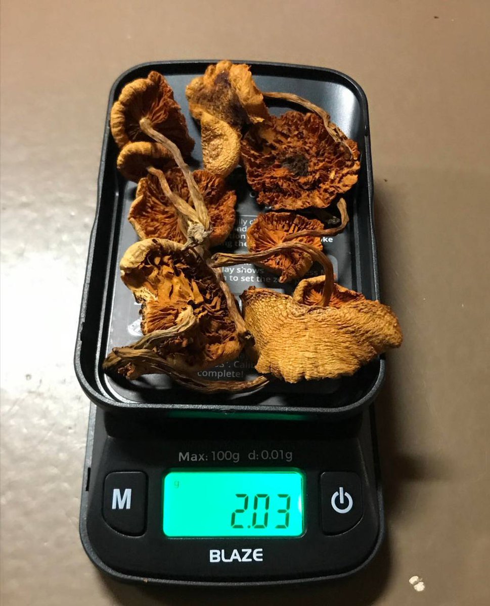 Magic shroomies
t.me/onlinetripping