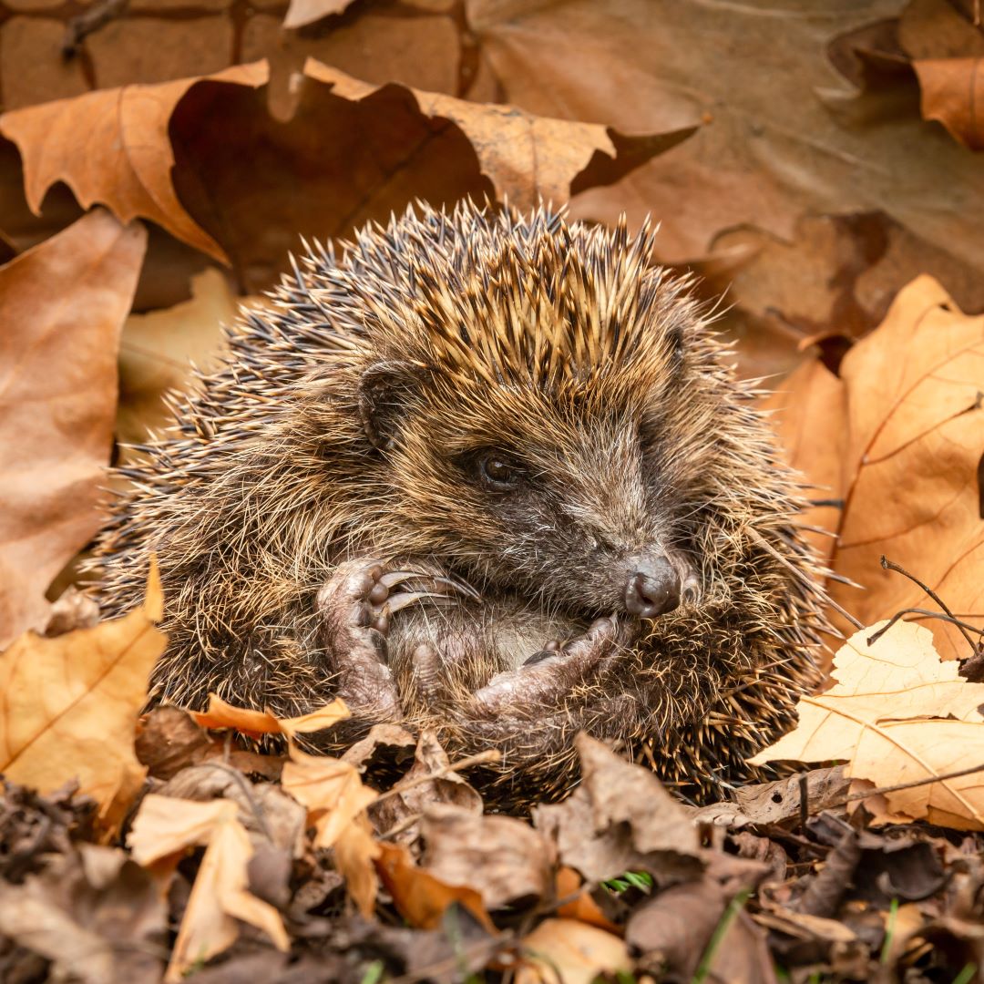 NaturalEngland's tweet photo. Remember #RememberHedgehogs on 5 November. 🦔
 
🍂Don't build a #bonfire on a pile of leaves
🔦Use a torch to look for animals inside before you light it
🔥 Light the bonfire from one corner so any wildlife has a chance to escape
 
Follow @hedgehogsociety for more tips. https://t.co/UAyZpW4tUd