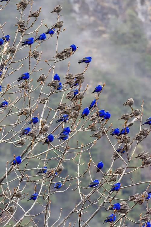 Rainmaker1973's tweet photo. Grandala are deeply sexually dimorphic and this is the difference. While females are brown with white streaks all over the head, males are almost eye-searing blue. 

[📸 Rajesh Panwar, North Sikkim, India] https://t.co/pAZQixHJVS