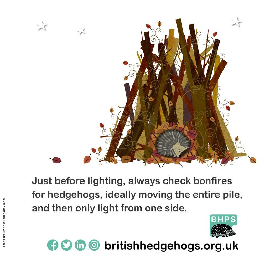 Just a reminder to check for hedgehogs before lighting bonfires as a bonfire makes a cosy home for hedgehogs.

#RememberHedgehogs