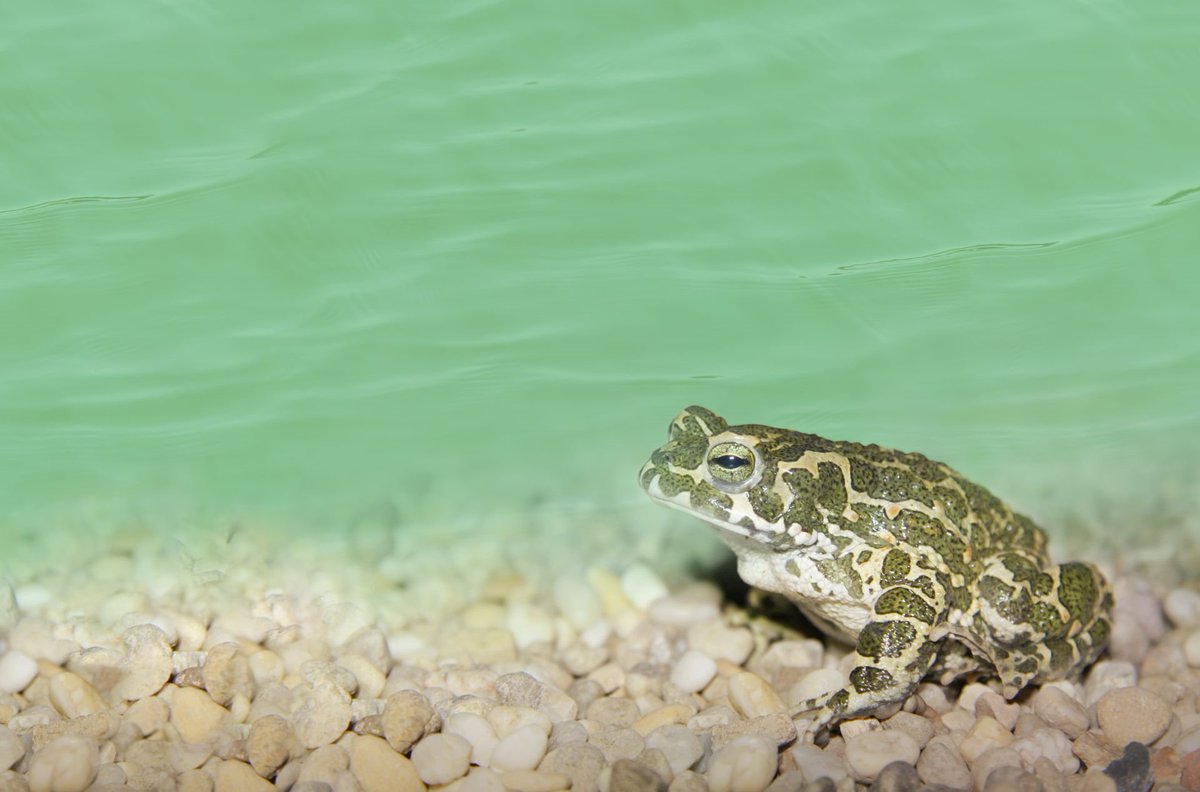 _CitizenScience's tweet photo. Wechselkröten in Österreich mit Bürger/innen erforschen🐸
Im Rahmen von „AmphiBiom“ @BOKUvienna  können sich Interessierte bis Mitte November 2023 für ein Teichpaket bewerben und die Forschung unterstützen. Jetzt mitmachen! #Tierschutz
📷 Sven Dragon
https://t.co/ttgJyhbqSp https://t.co/B6ls3MO8Bl