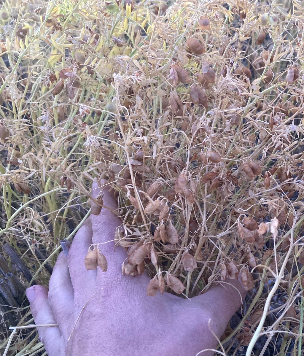 Late Oct frost knocked some lentils around. Disappointing to get hit this late, hopefully still end up with a reasonable average.