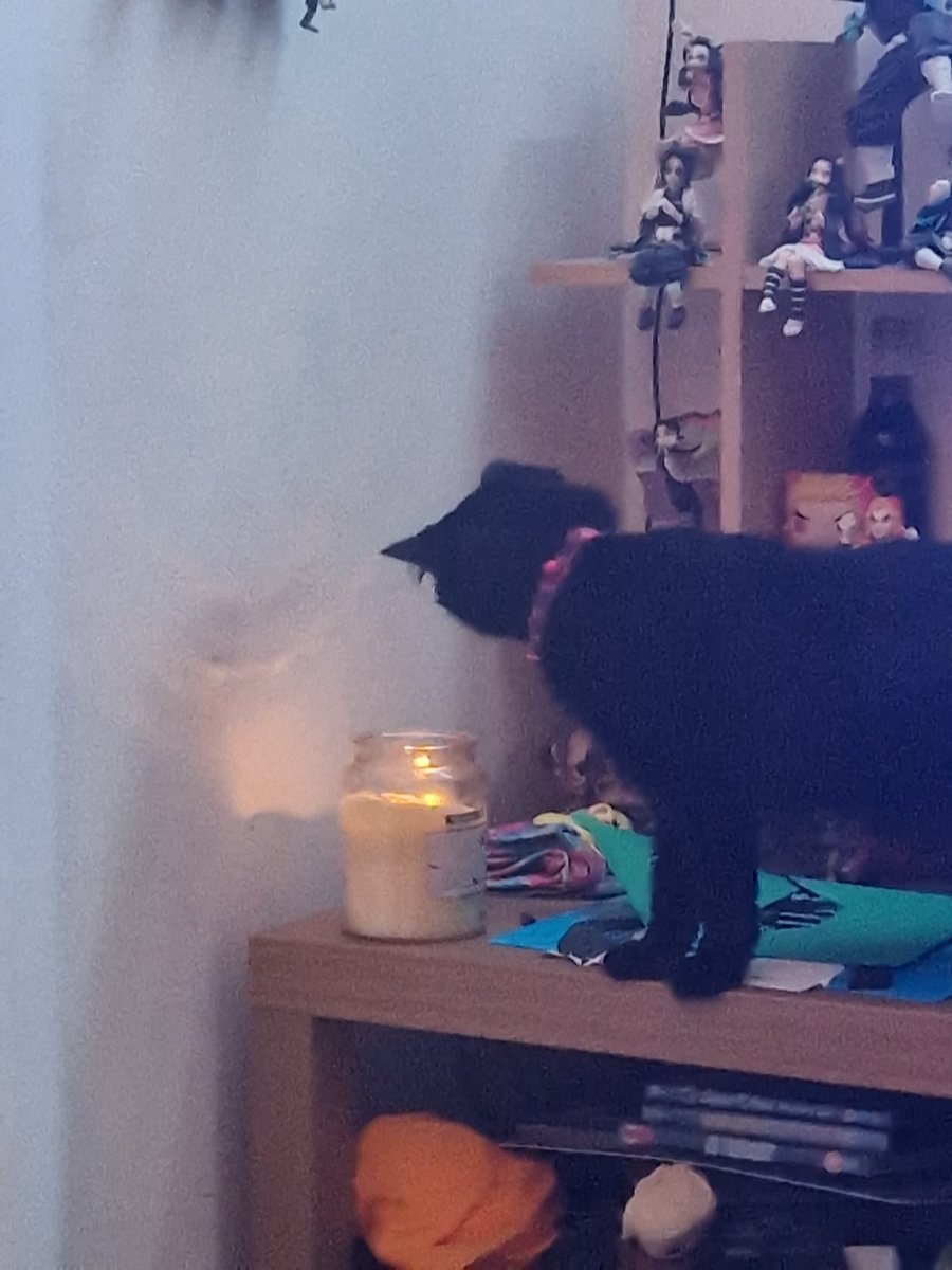 Apar3cium's tweet photo. Ella is a bit too curious of the candle #CatsOfTwitter https://t.co/2gYXVSoBkK