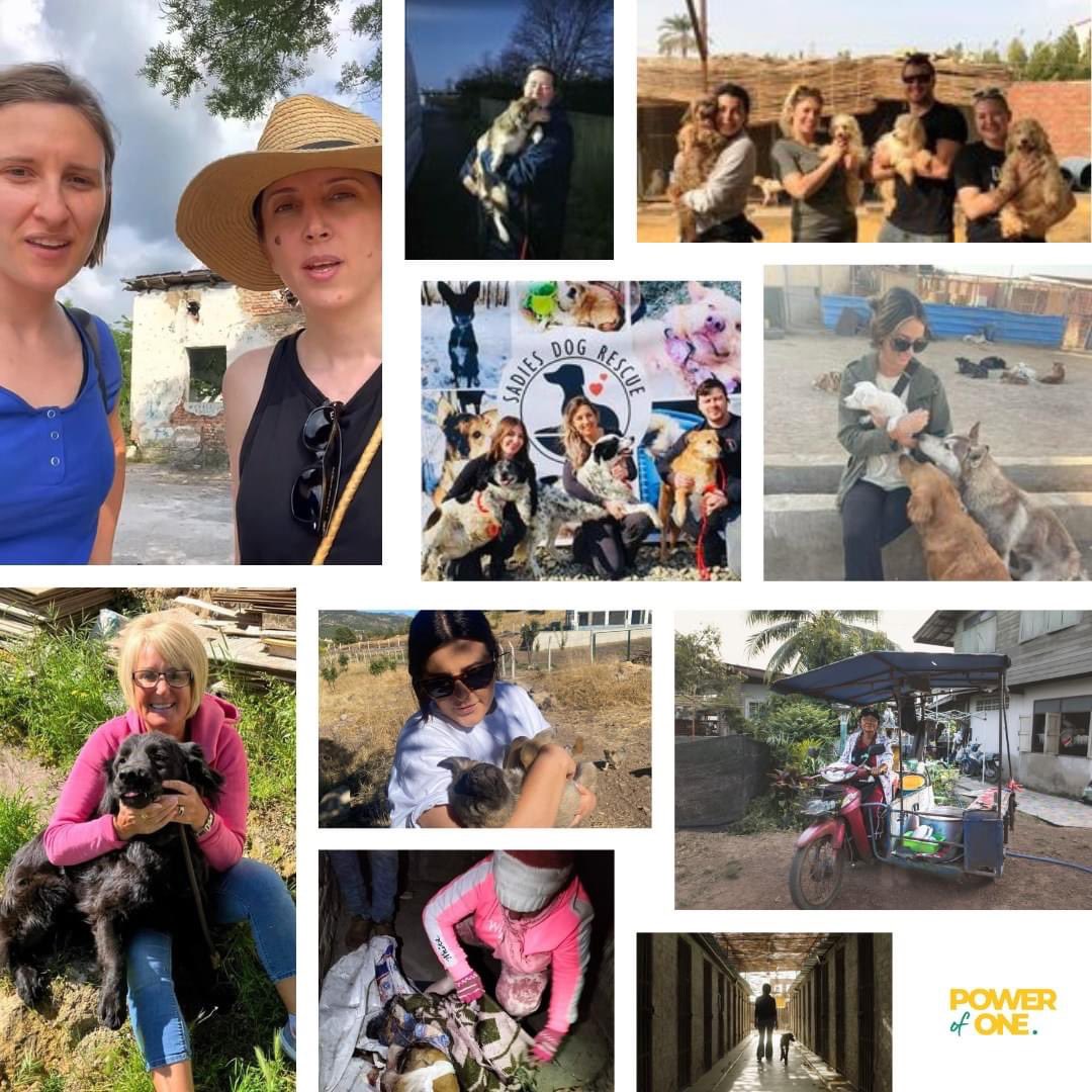 In the heart of the animal welfare community, we find remarkable women.
At Power of One, we stand with them, providing funding, education, and a network of support, for they risk their all in the pursuit of a better world for animals and communities.

#woman #AnimalWelfare #dogs