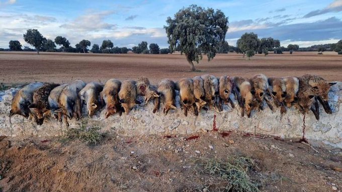 amaregar's tweet photo. !ACCIÓN EN TWITTER! 
¡ALARMANTE!
Llamamiento a todos los activistas. Plataformas  partidos animalistas y Ecologistas 
Unámonos para visibilizar y denunciar  la masacre de 20 zorros en Madrid 
La única plaga son los cazadores 
Hazlo viral 
👇
#NoALaCaza 
#Asesinato20Zorros https://t.co/oUpsIA6jYY
