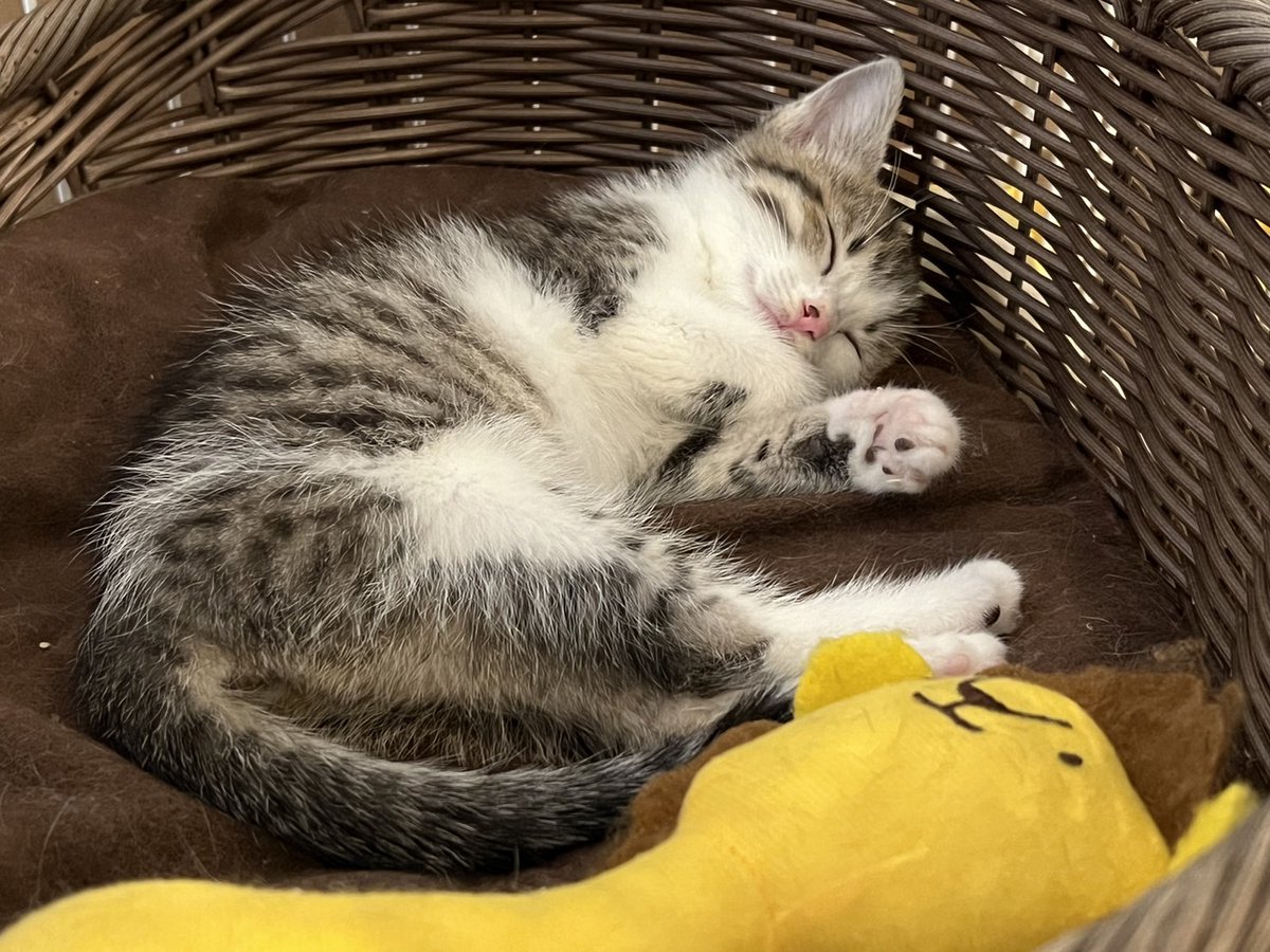 Nyapan&猫suncafe tweet media