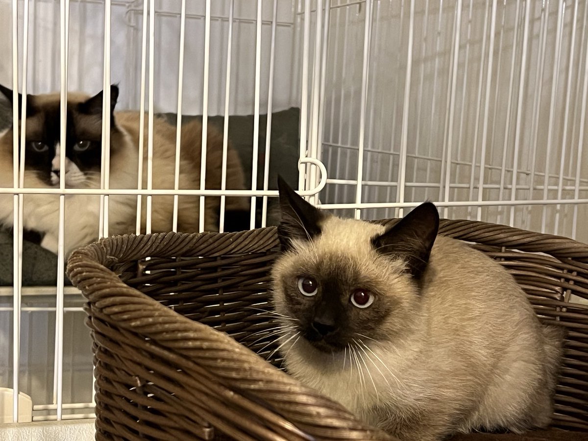 Nyapan&猫suncafe tweet media