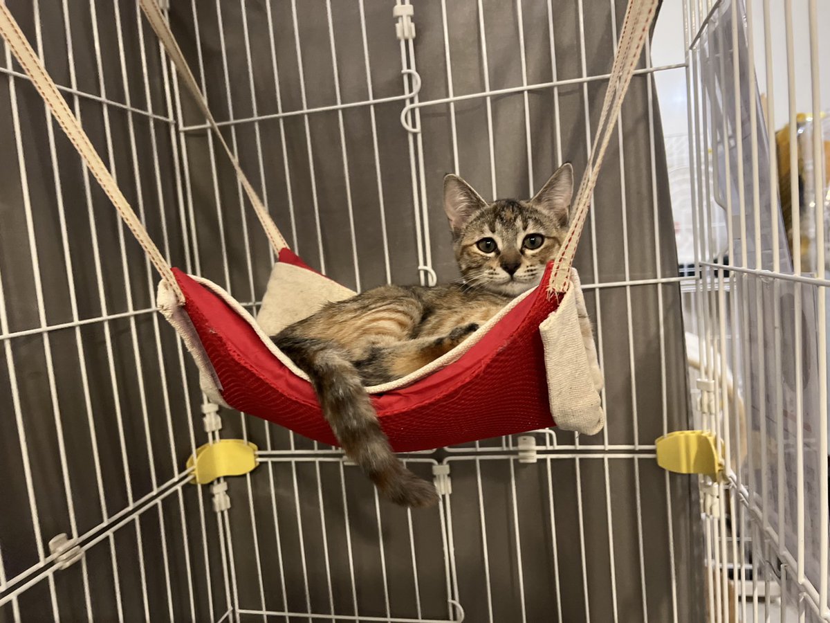 Nyapan&猫suncafe tweet media