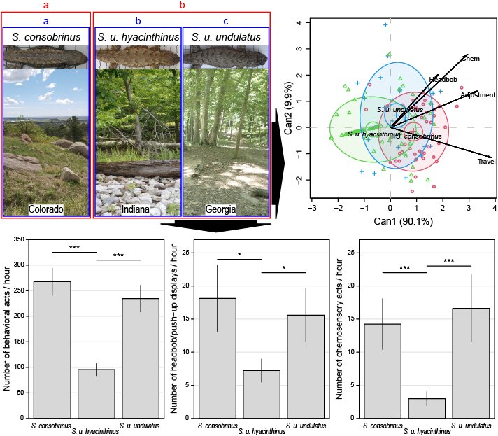 Now available #OpenAccess @EthoGes! We examined behavioral activity and signal use across 3 closely related pops of the #Sceloporus undulatus spp complex from diverse habitats across the US to test the relative roles of habitat and phylogeography in shaping communicative behavior