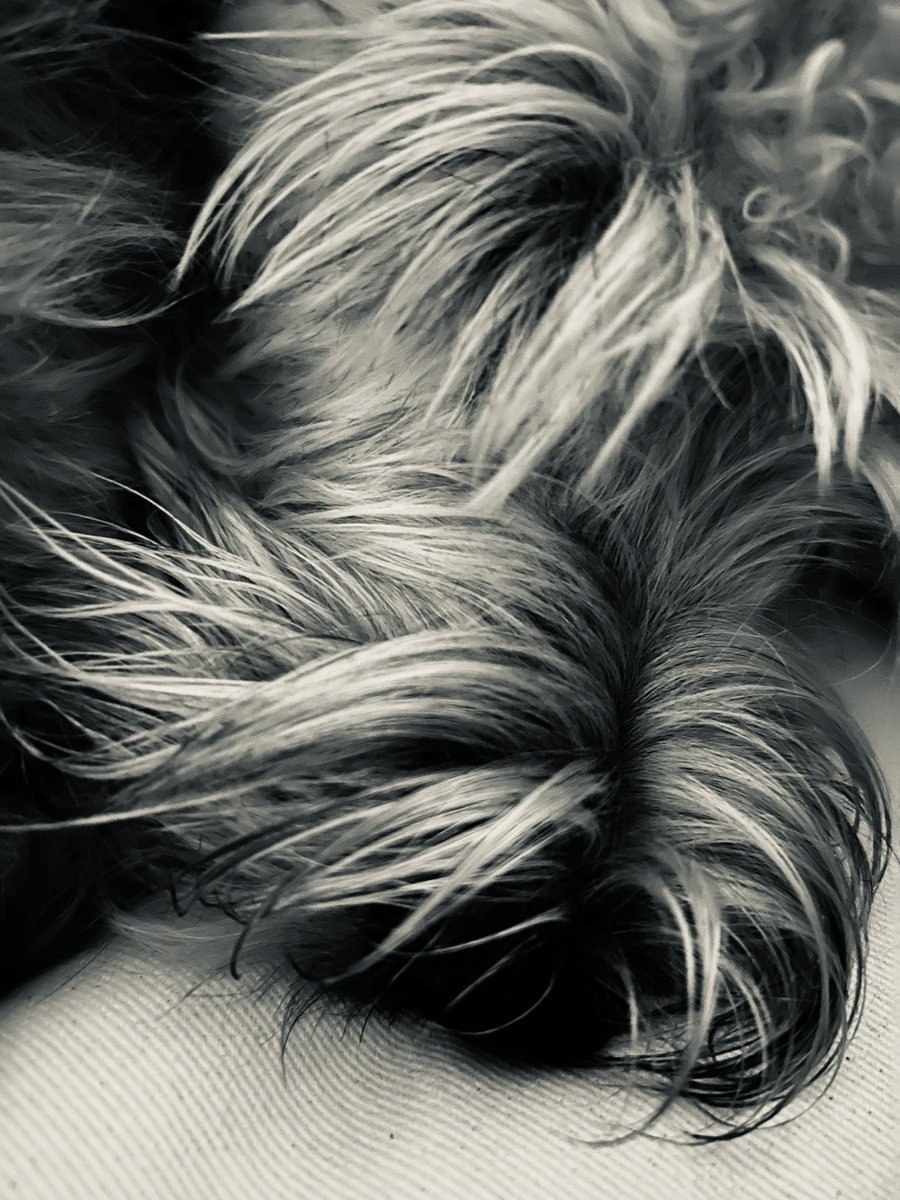 #pettherapy